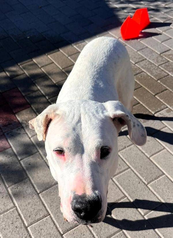 LOLA DOGO ARGENTINO Foto 5